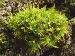 Attēlu rezultāti vaicājumam “Orthotrichum speciosum”