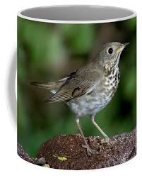 Image result for Catharus minimus