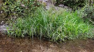 Attēlu rezultāti vaicājumam “Scirpus sylvaticus”