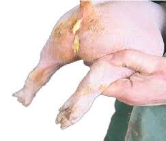 Картинки по запросу ...ЃРёРЅС‚РµР·Р°С‚РѕСЂ