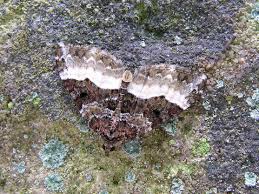 Attēlu rezultāti vaicājumam “Euphyia unangulata”