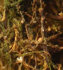 Attēlu rezultāti vaicājumam “Biatoropsis usnearum”