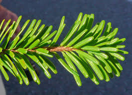 Attēlu rezultāti vaicājumam “Abies mariesii”