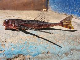 Image result for Dactylopterus volitans