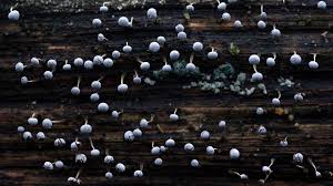 Attēlu rezultāti vaicājumam “Physarum bitectum spores”