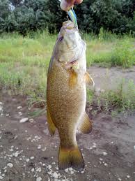 Image result for Micropterus dolomieu