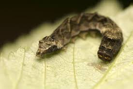 Attēlu rezultāti vaicājumam “Thyatira batis”