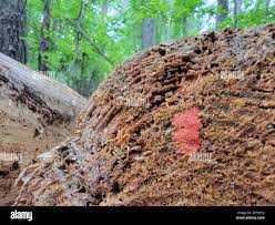 Attēlu rezultāti vaicājumam “Heterotrichia ferruginea (syn. Arcyria ferruginea)”