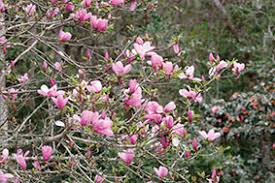 Attēlu rezultāti vaicājumam “Magnolia x soulangeana”