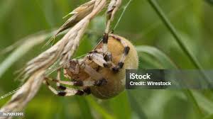 Attēlu rezultāti vaicājumam “Araneus quadratus female”