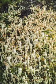 Attēlu rezultāti vaicājumam “Cladonia botrytes”