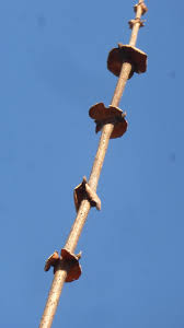 Attēlu rezultāti vaicājumam “Lonicera ferdinandii”