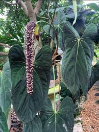 Image result for papirum