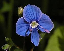 Image result for Veronica chamaedrys