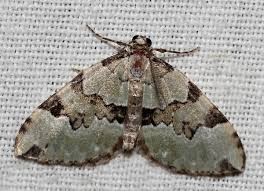 Attēlu rezultāti vaicājumam “Colostygia pectinataria”