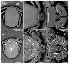 Attēlu rezultāti vaicājumam “Diderma simplex macro”