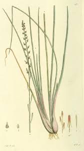 Attēlu rezultāti vaicājumam “Triglochin palustre”