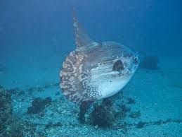 Image result for Mola mola