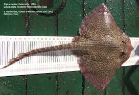 Image result for Raja asterias