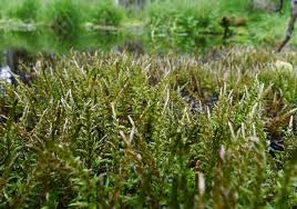 Attēlu rezultāti vaicājumam “Calliergon giganteum”