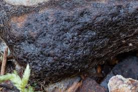 Attēlu rezultāti vaicājumam “Siphoptychium violaceum”