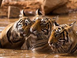 Afbeeldingsresultaat voor tijgers