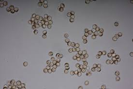 Attēlu rezultāti vaicājumam “Tubifera applanata”