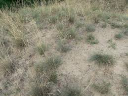 Attēlu rezultāti vaicājumam “Festuca psammophila”