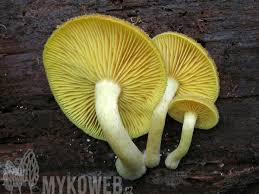 Attēlu rezultāti vaicājumam “Tricholomopsis decora”