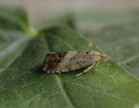 Attēlu rezultāti vaicājumam “Cydia splendana”