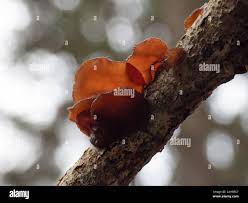 Attēlu rezultāti vaicājumam “Exidia recisa”