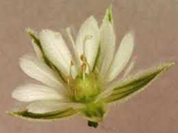 Attēlu rezultāti vaicājumam “Stellaria graminea”