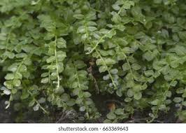 Attēlu rezultāti vaicājumam “Tetraphis pellucida”