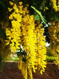 Attēlu rezultāti vaicājumam “Laburnum anagyroides flower”