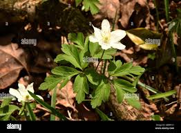 Attēlu rezultāti vaicājumam “Anemone nemorosa leaf”