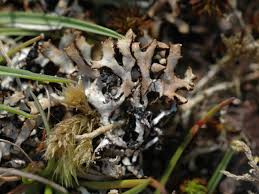 Attēlu rezultāti vaicājumam “Hypogymnia vittata”