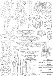 Attēlu rezultāti vaicājumam “Riccardia multifida”