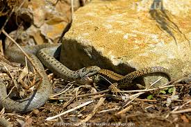 Attēlu rezultāti vaicājumam “Coronella austriaca”