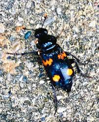 Attēlu rezultāti vaicājumam “Silphidae”