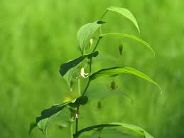 Attēlu rezultāti vaicājumam “Trichia ambigua stalked”