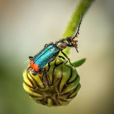 Attēlu rezultāti vaicājumam “Malachidae”