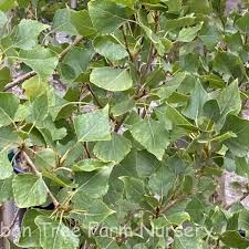 Attēlu rezultāti vaicājumam “Populus nigra Italica”