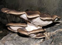 Attēlu rezultāti vaicājumam “Pleurotus ostreatus”