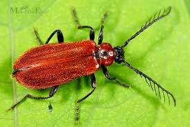 Attēlu rezultāti vaicājumam “Schizotus pectinicornis”