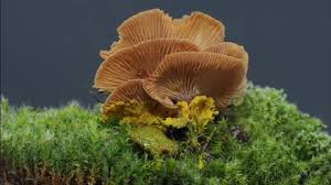 Attēlu rezultāti vaicājumam “Craterium minutum spores”