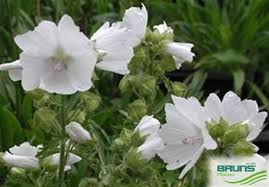 Image result for Malva moschata alba