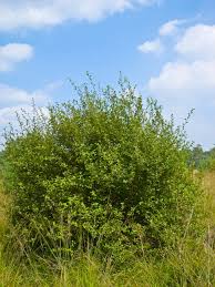 Attēlu rezultāti vaicājumam “Salix Vetrix”