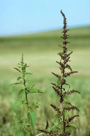Attēlu rezultāti vaicājumam “Chenopodium polyspermum var. acutifolium flower”