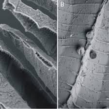 Attēlu rezultāti vaicājumam “Plagiothecium sp.”