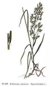 Attēlu rezultāti vaicājumam “Poa trivialis flower”